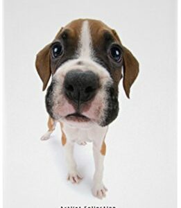 Qual Embarras Products The Dog Protection d'écran pour Apple iPhone 4/4S